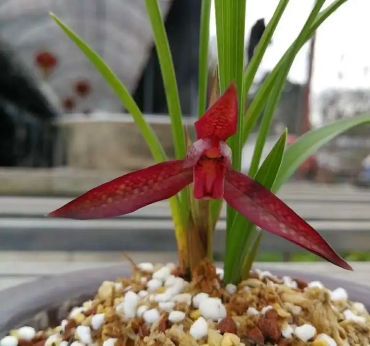 四川下山的一颗兰花，花瓣内外血红色，在各大兰展上获奖无数