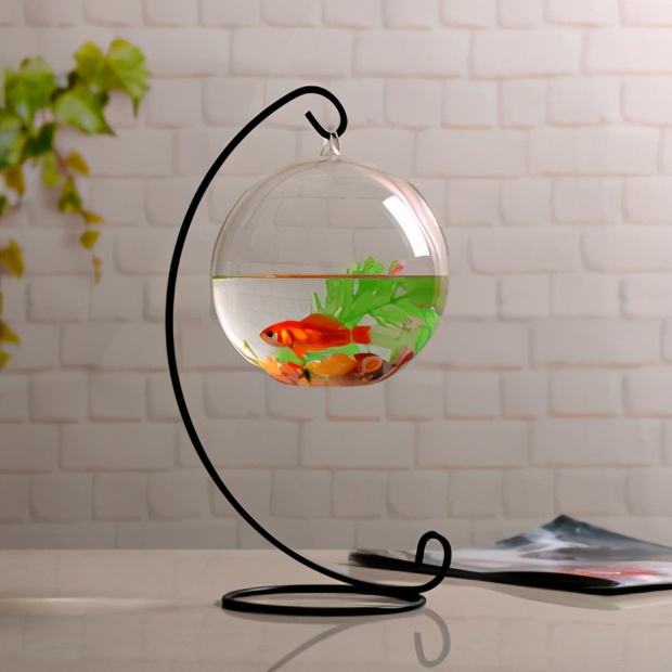 想养鱼但是不想买鱼缸,想养鱼但是不想换水