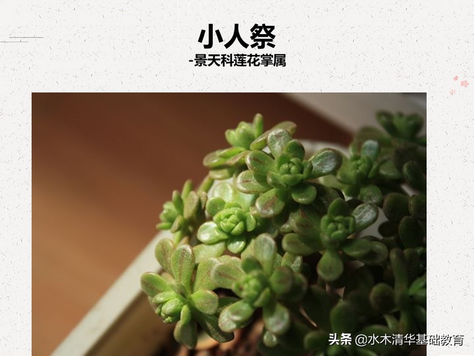 梦幻女王多肉植物百科图谱,原产地多肉植物图谱pdf