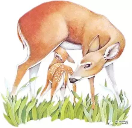 鹿王的真实感受,一代鹿王的传奇