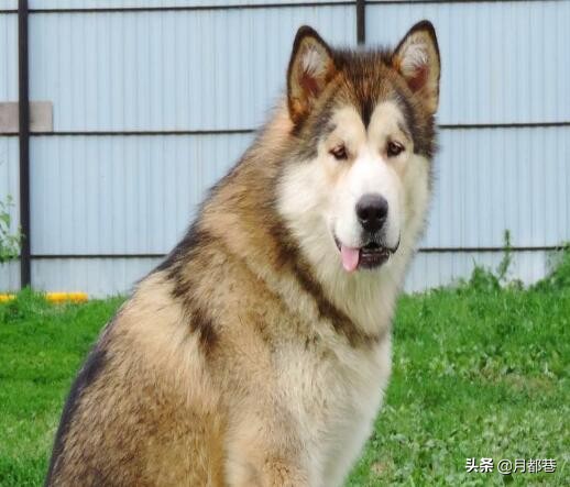 狗狗四联疫苗接种后注意事项,狗狗接种疫苗针管没有排出空气