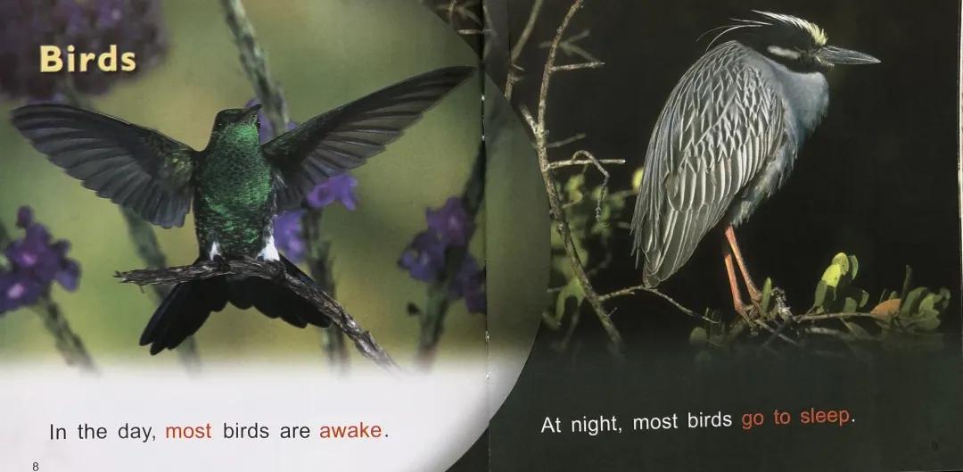 培生幼儿英语启蒙单词,培生幼儿启蒙英语点读