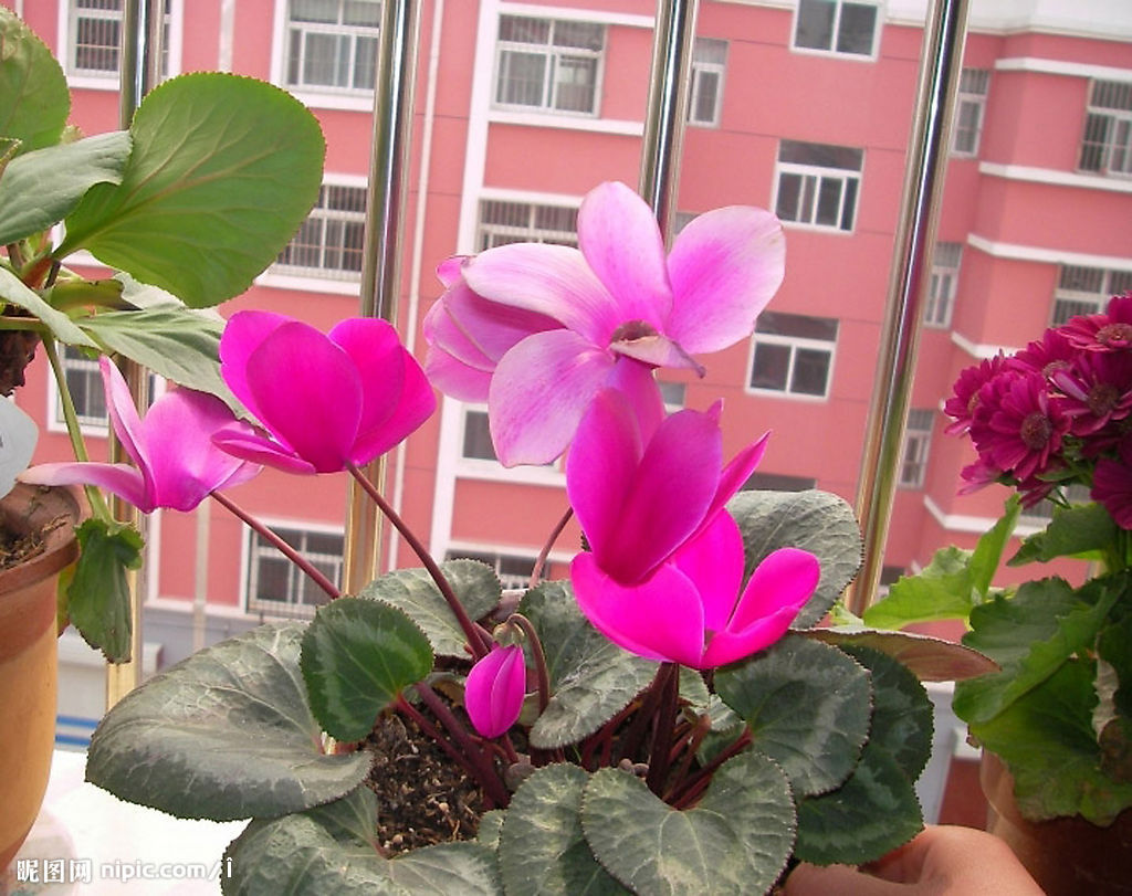 适合9月份养的绿植,四季最好养的10种花