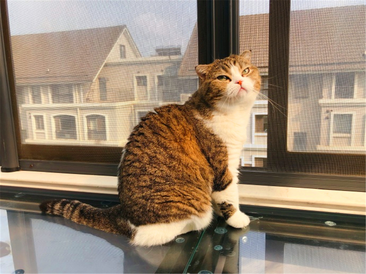 被猫抓伤确诊猫抓病,被猫咪抓了会得猫瘟吗