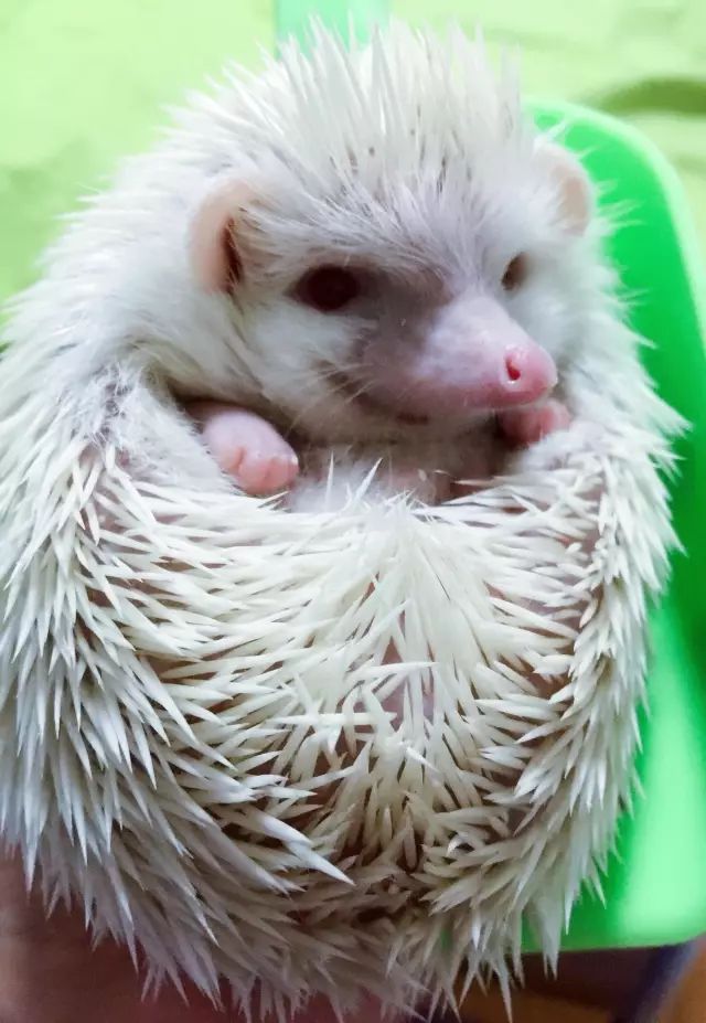 养猫和养狐狸哪个省心,养猫养狗不如养个小怪兽