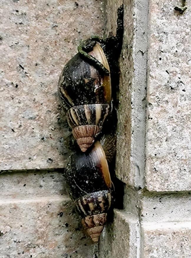 香港一博士生因撒盐杀死蜗牛被捕,撒盐杀死蜗牛被捕后续