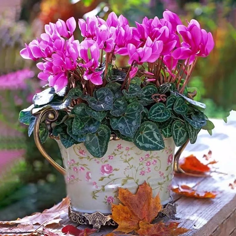 冬天一定要养的十种花,冬天养花养哪些植物好看