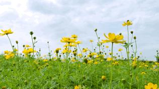 双流空港花田最新进展,双流空港花田开放了吗最新回复