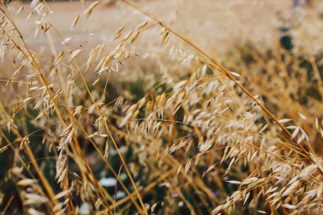 燕麦健康小零食,燕麦公认的保健食品