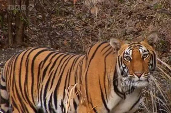 喜羊羊与灰太狼原始世界纪录片,喜羊羊与灰太狼每部片讲述的道理