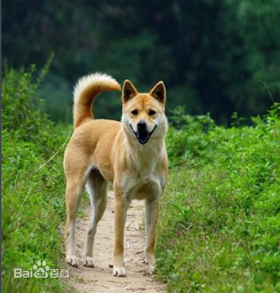 小型犬品种大全及图片柯基犬,不掉毛无体味性格温顺的小型犬