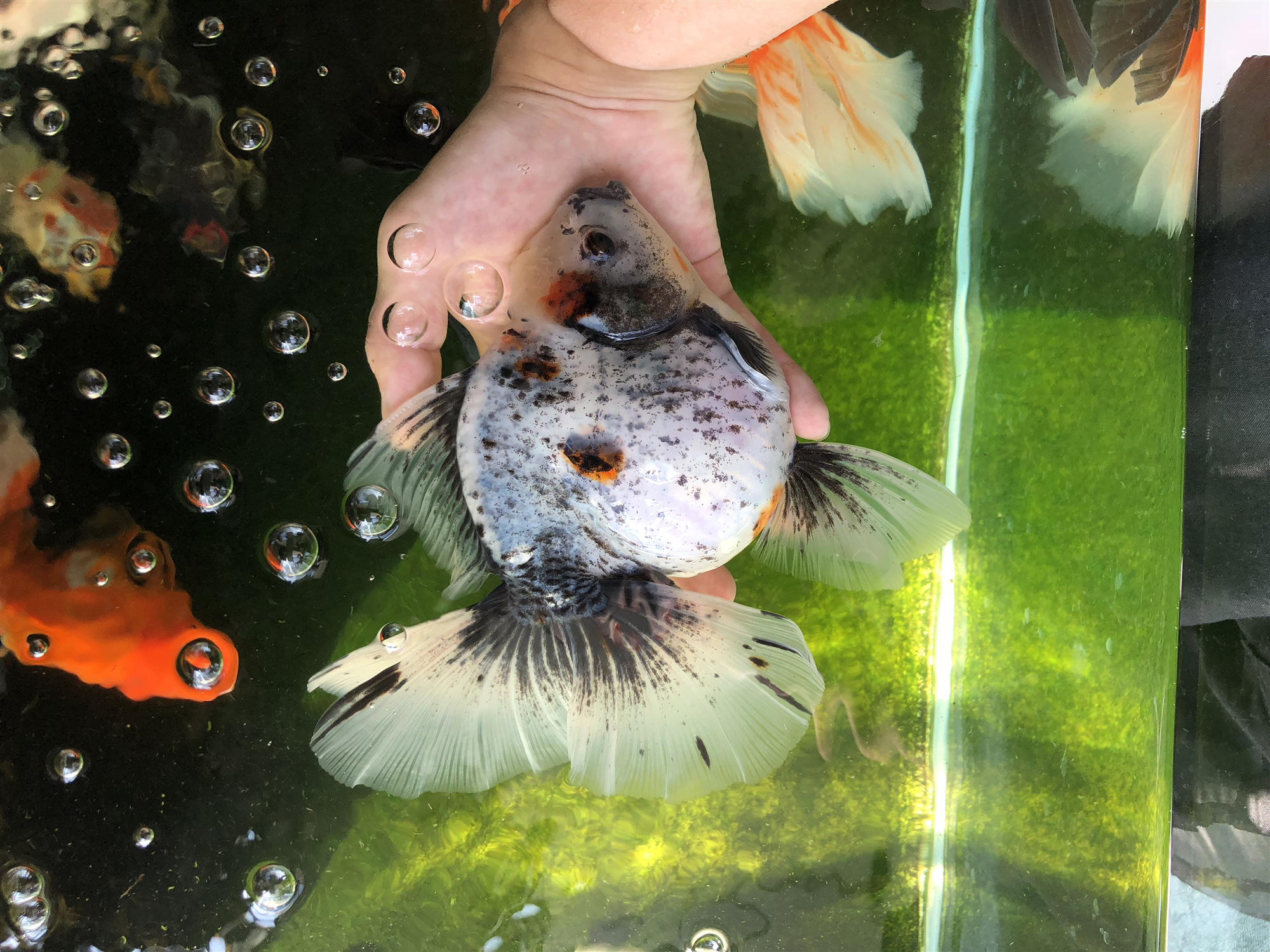 金鱼肚子变大炸鳞是怎么回事,金鱼突然胀肚子炸鳞怎么治疗