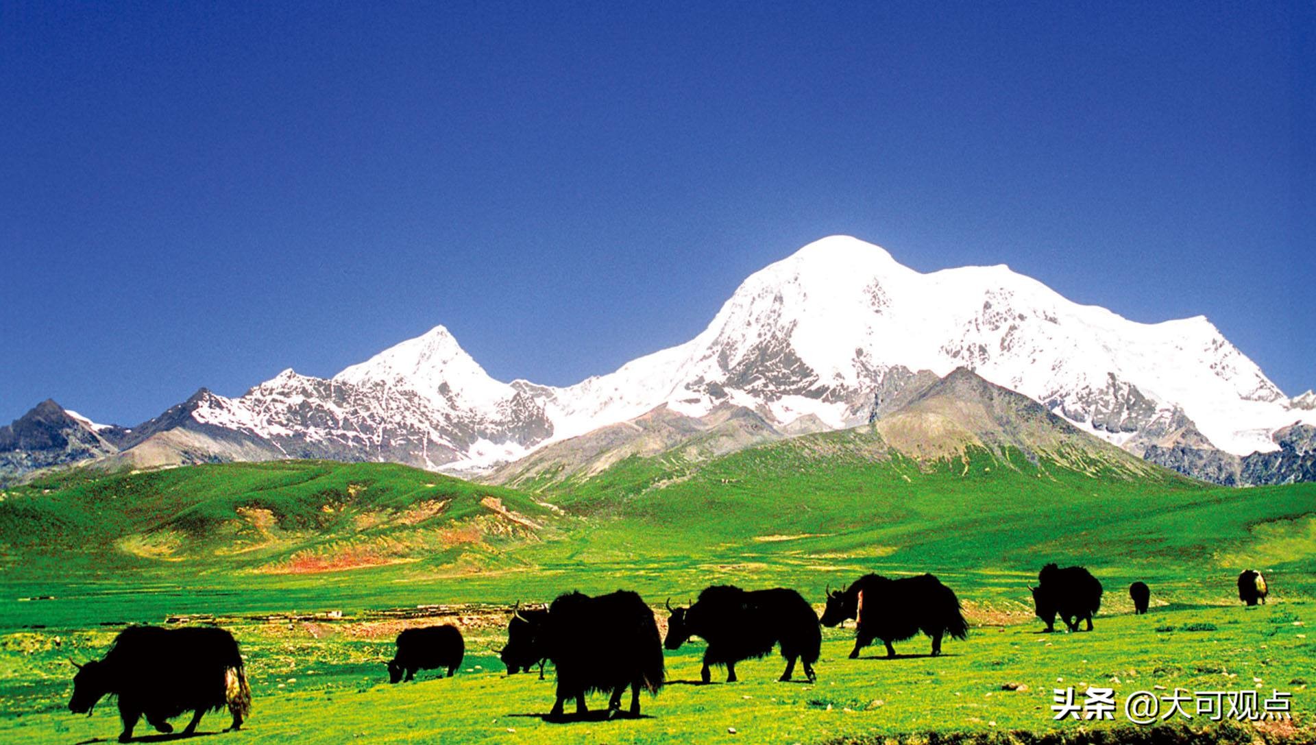 牦牛到底好不好吃,牦牛不好炖烂吗