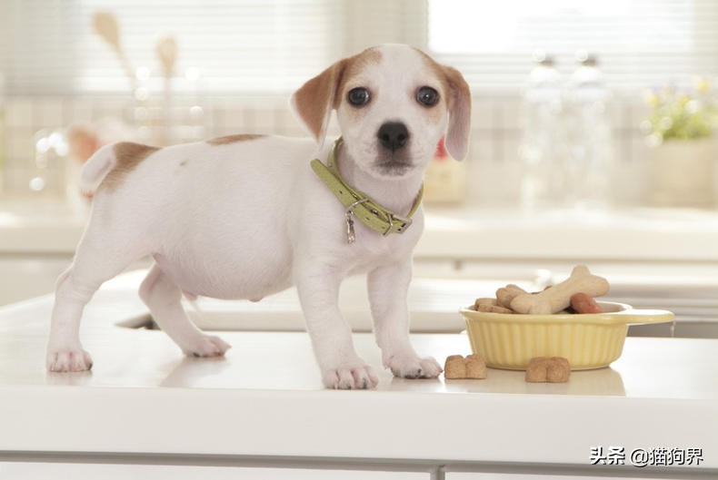 狗狗牙齿变白的方法,狗狗牙齿黄怎么变白