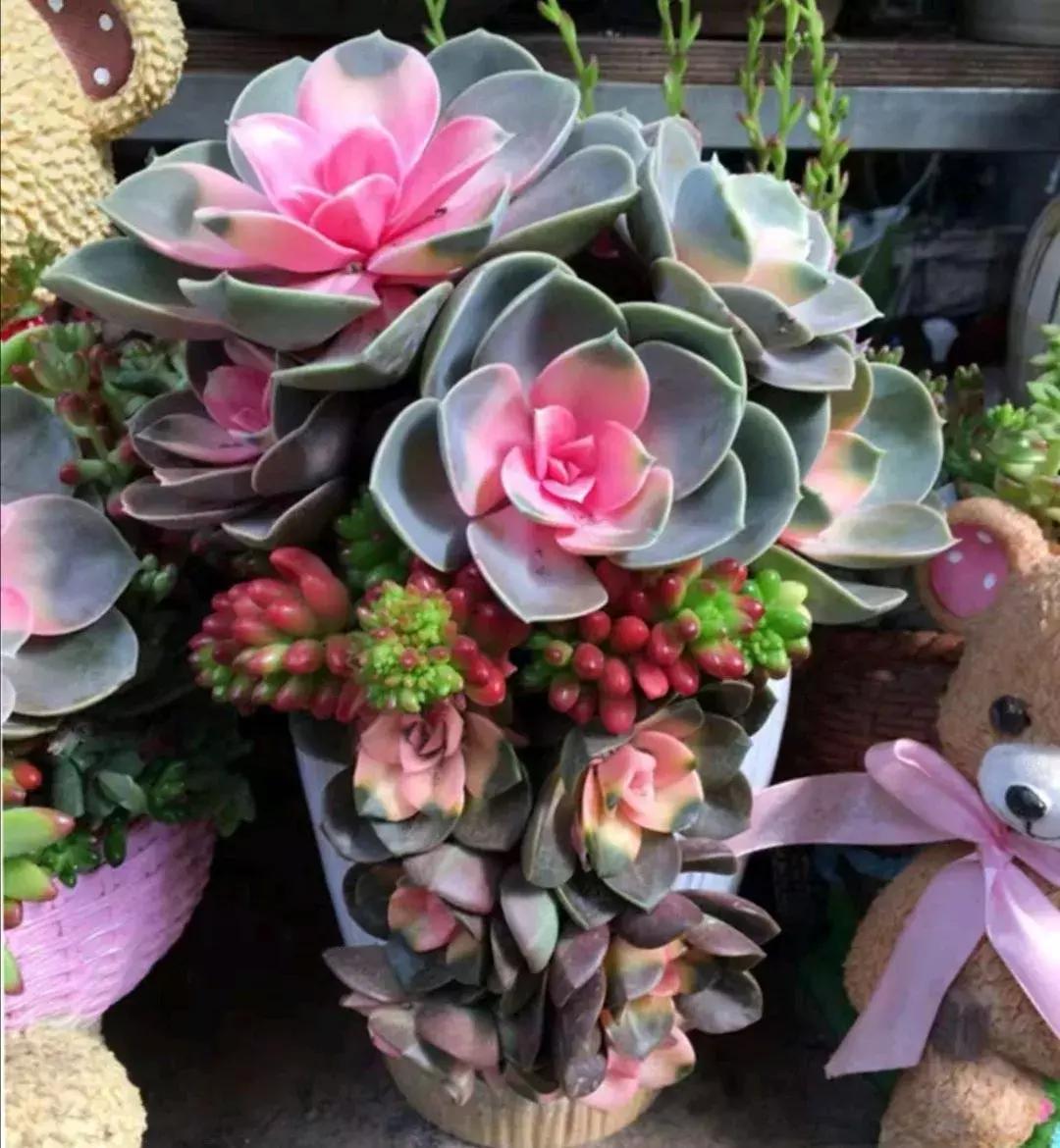 多肉去哪里买最便宜,花市买多肉怎么选