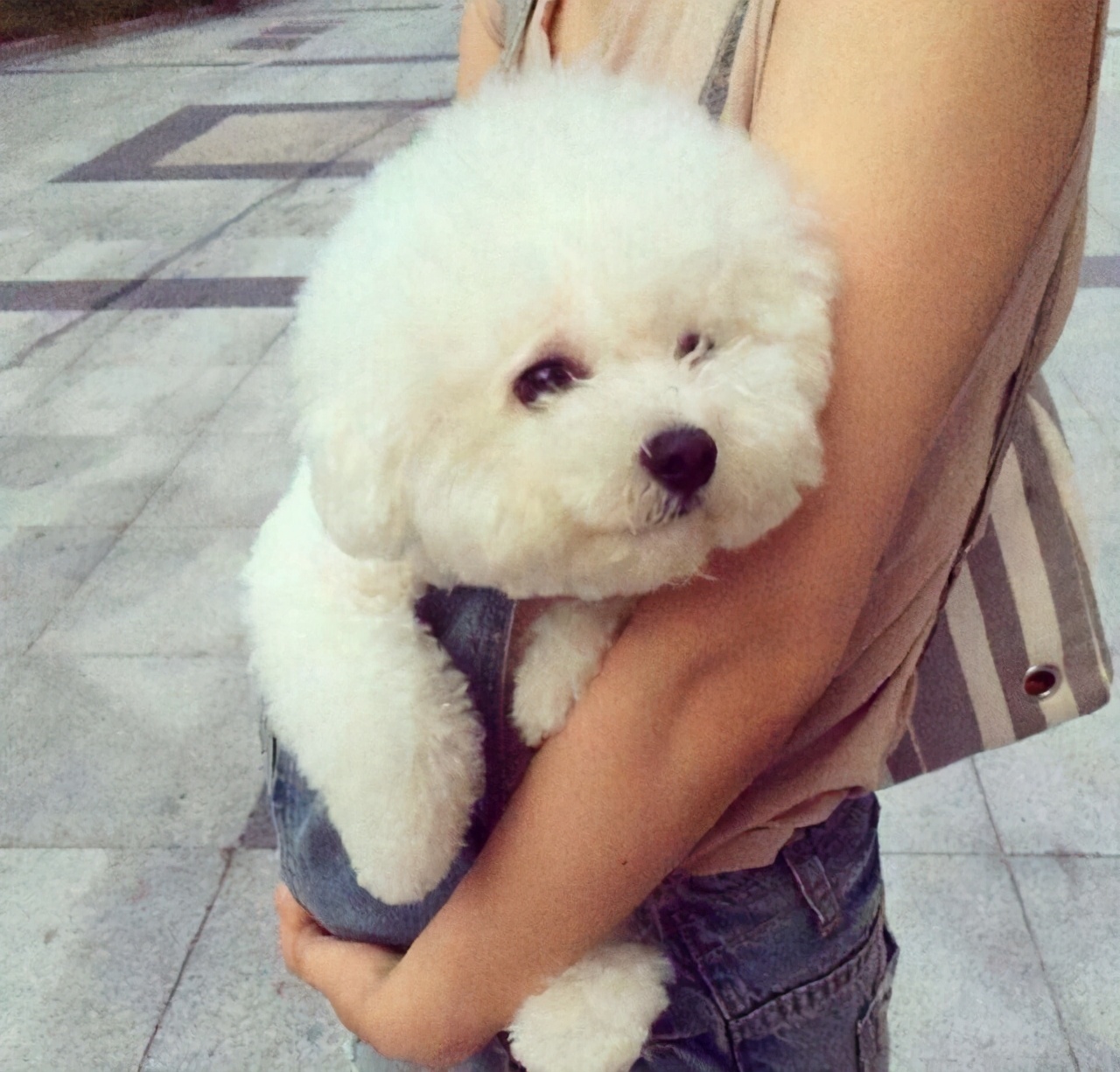 这5种狗狗爱咬人力气非常大,这几种狗狗一生只认一个主人