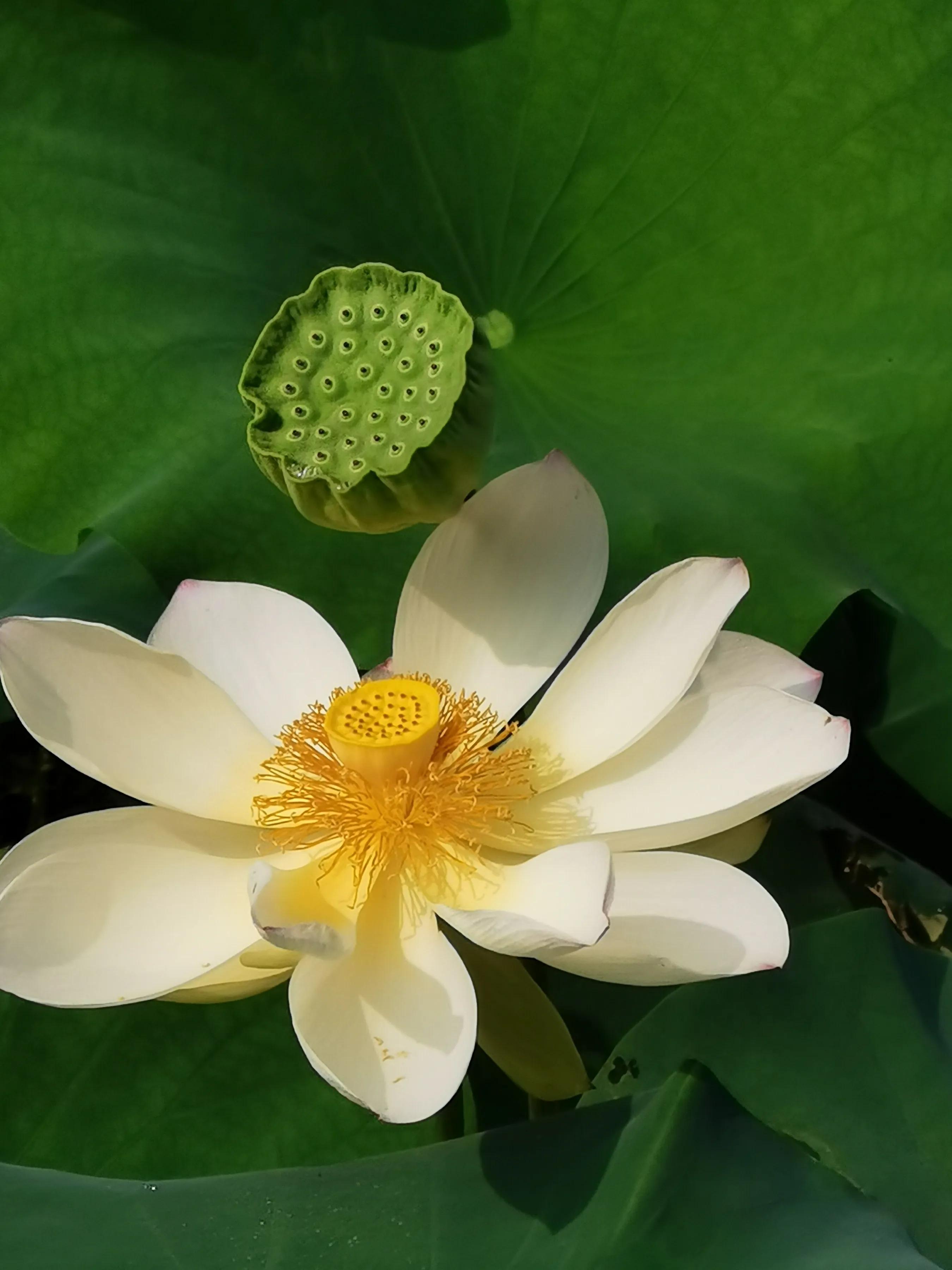 手拍世界（手机摄影平台）-群员作品集（总第671期）