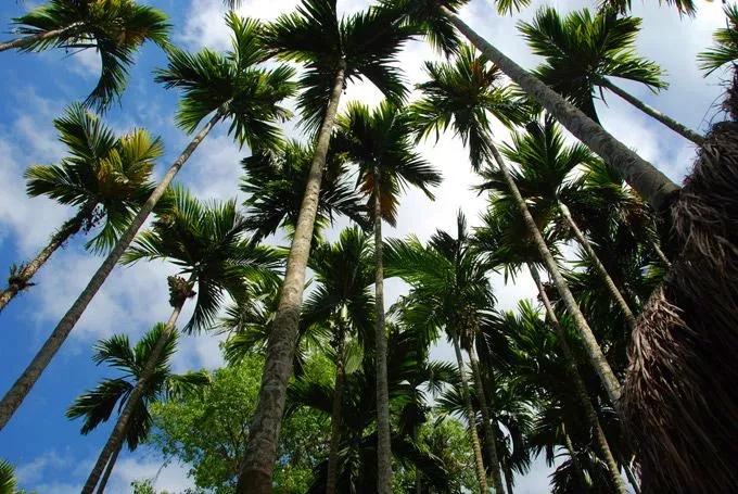 槟榔行业目标市场,槟榔行业迎来重新洗牌