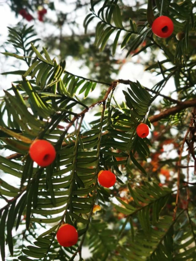 温州乐清900多岁的“树王”,长这样