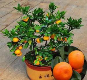 盆栽桔子树怎么养才能开花结果,硕果满枝的桔子树