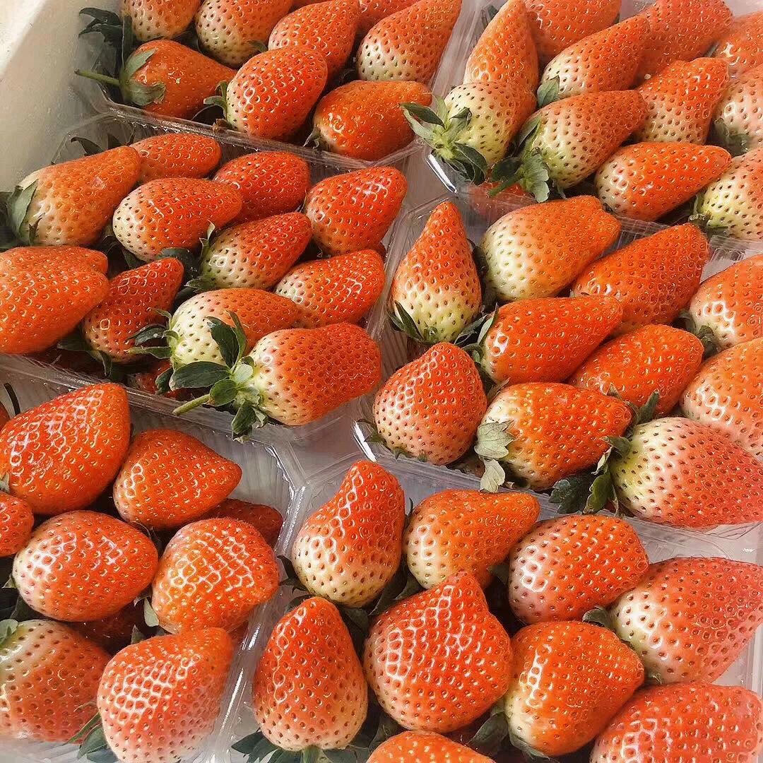 圣诞限定草莓,圣诞限定草莓树