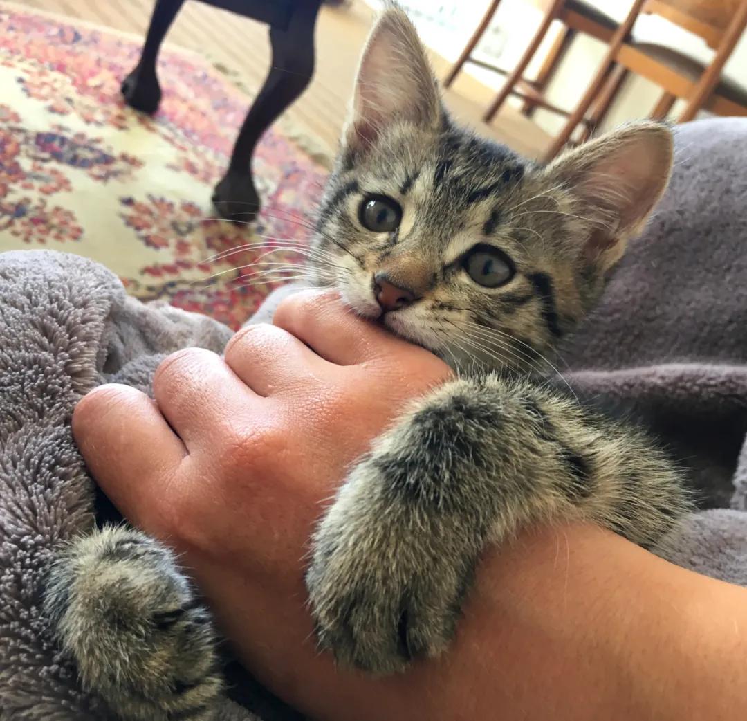 逗猫咪玩它喜欢咬人是什么原因,猫咪喜欢轻轻咬人是什么意思