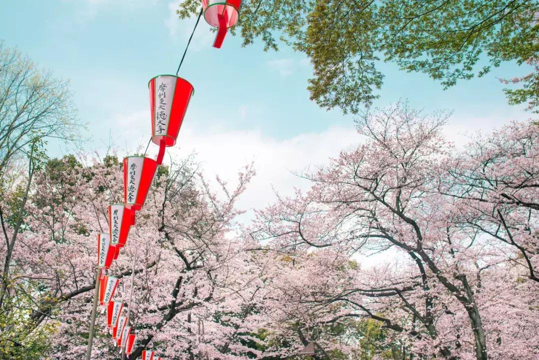 日本樱花季具体时间,日本樱花几月份去最好