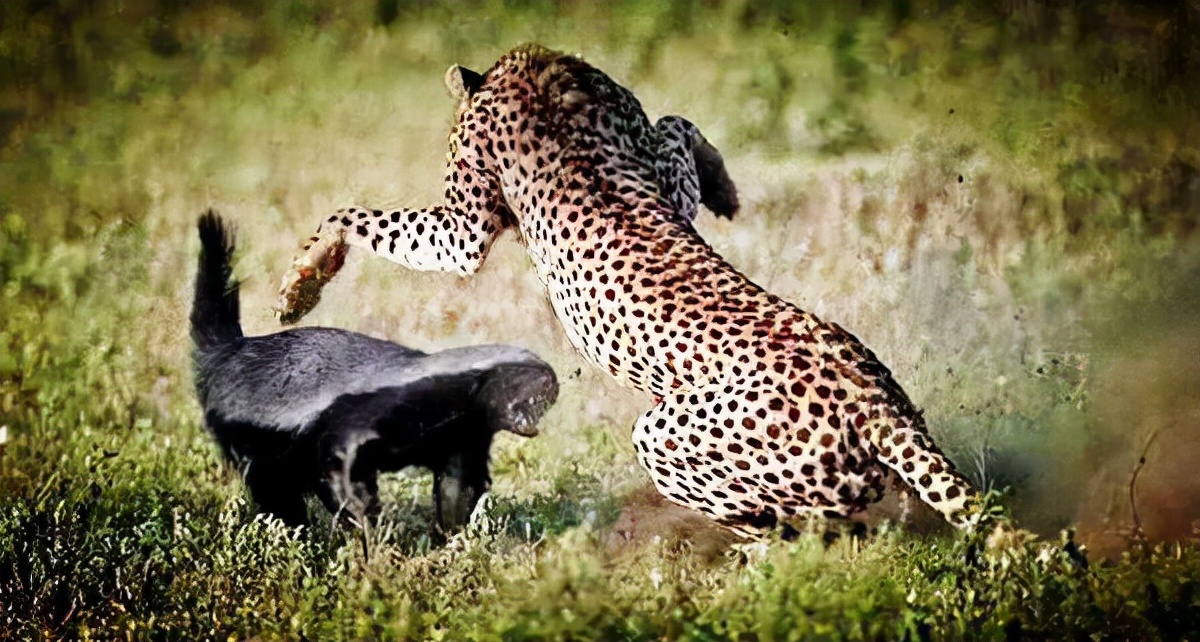 永不服输的蜜獾,曾经有一个保护区饲养了两只,后来怎么样了?