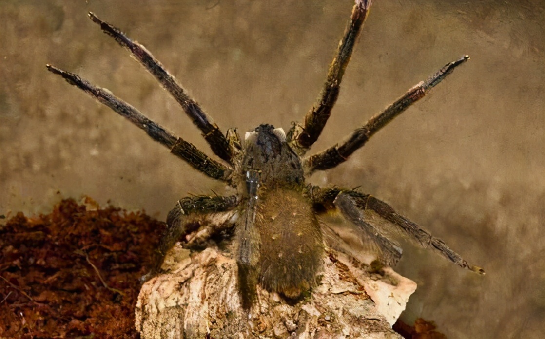 巴西游走蛛毒液主要成分,巴西游走蛛的危害