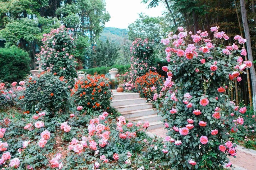 槽糕，是心动的感觉！这个神秘花谷正在悄然绽放！走，去拍照～