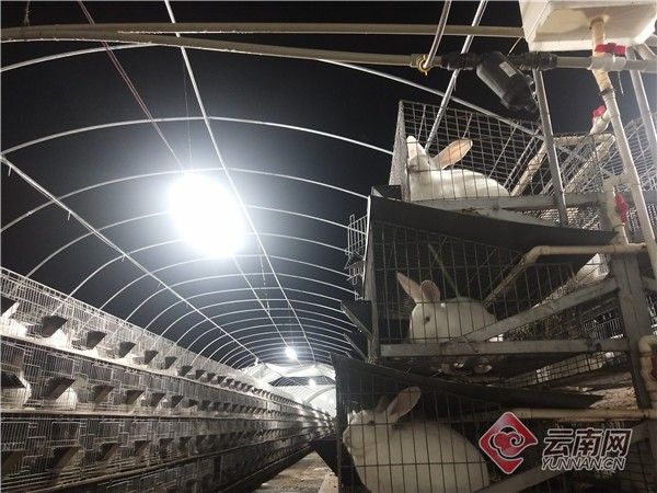 云南养殖场事故,云南养殖场养鸡发生的怪事