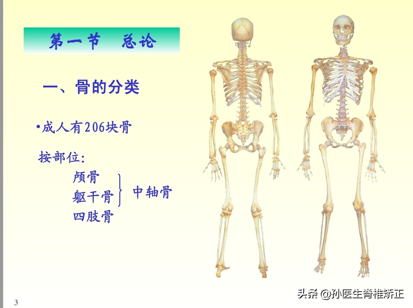 解剖学基础ppt完整版,人体系统解剖学ppt完整版
