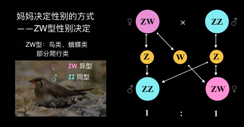 500万年后男性染色体会消失吗,未来男性会消失y染色体吗