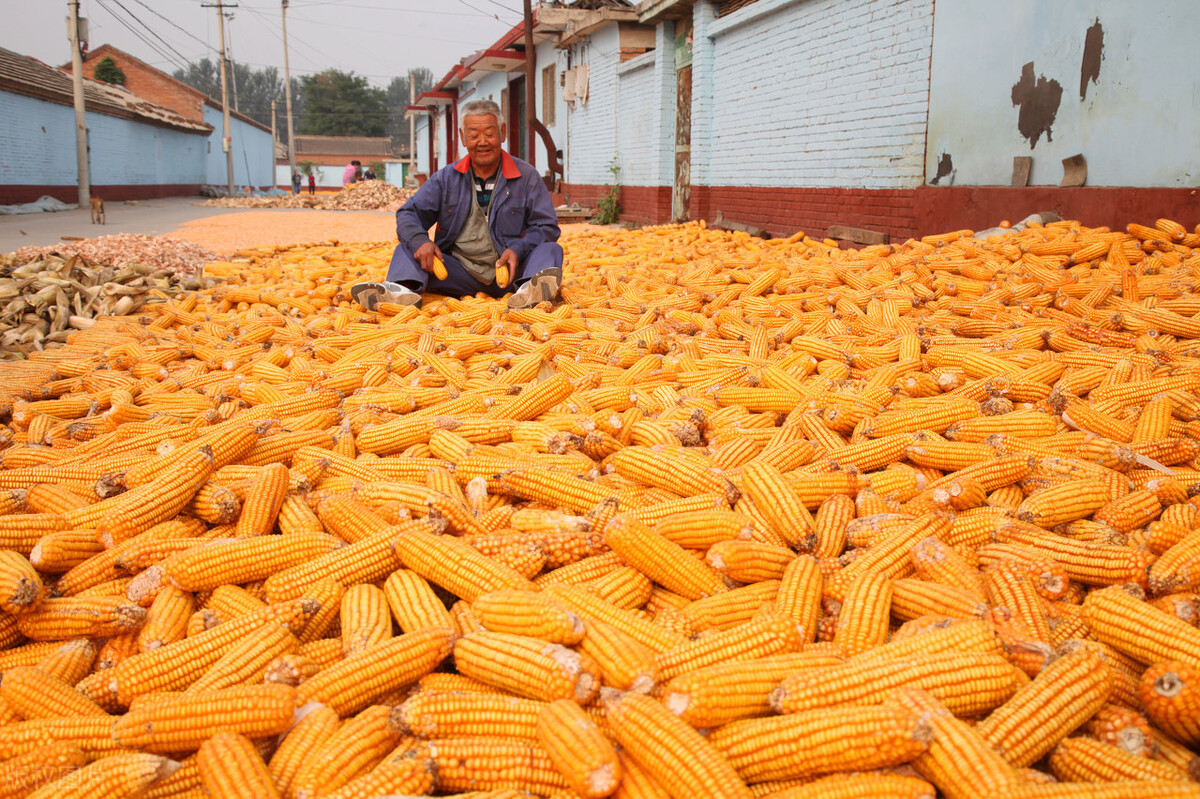 玉米春节后会不会降价,今日全国玉米涨价还是降价