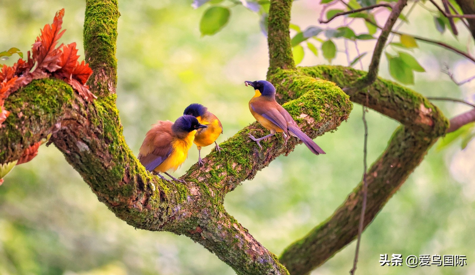 鸟类欣赏,鸟类观鸟图片