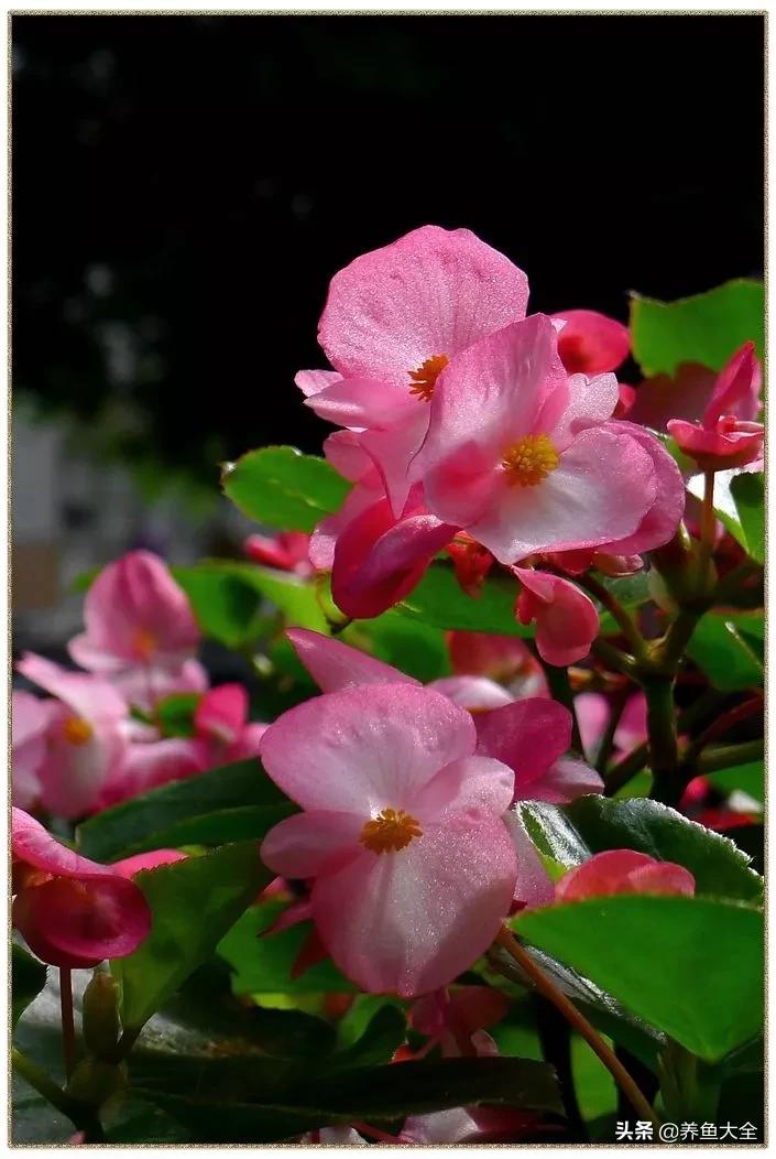 一至十二月的花期,12月到2月份的花期