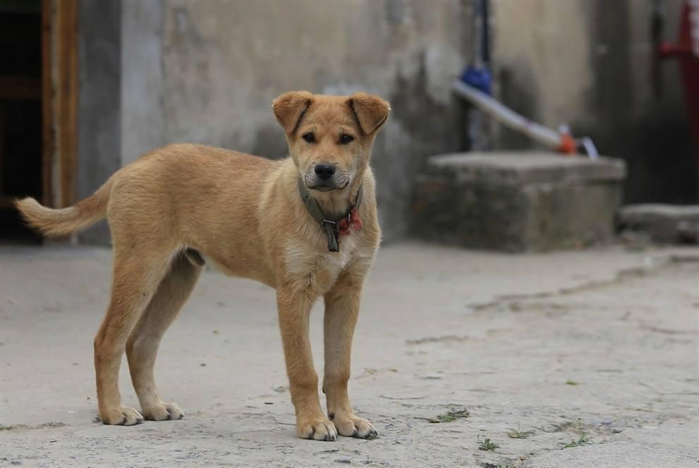 小米看家摄像头哪个型号好,小米看家护院摄像头365度无死角