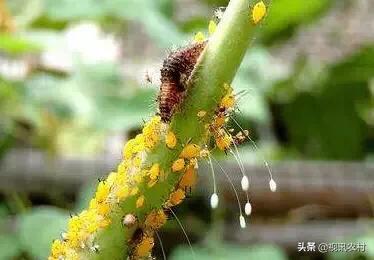 益虫用什么方法可以治,几种常见的农业益虫