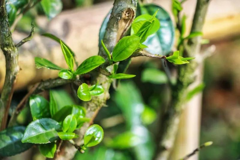 深山一叶香飘万里：在腾冲茶既是绿色资源更是富民支柱