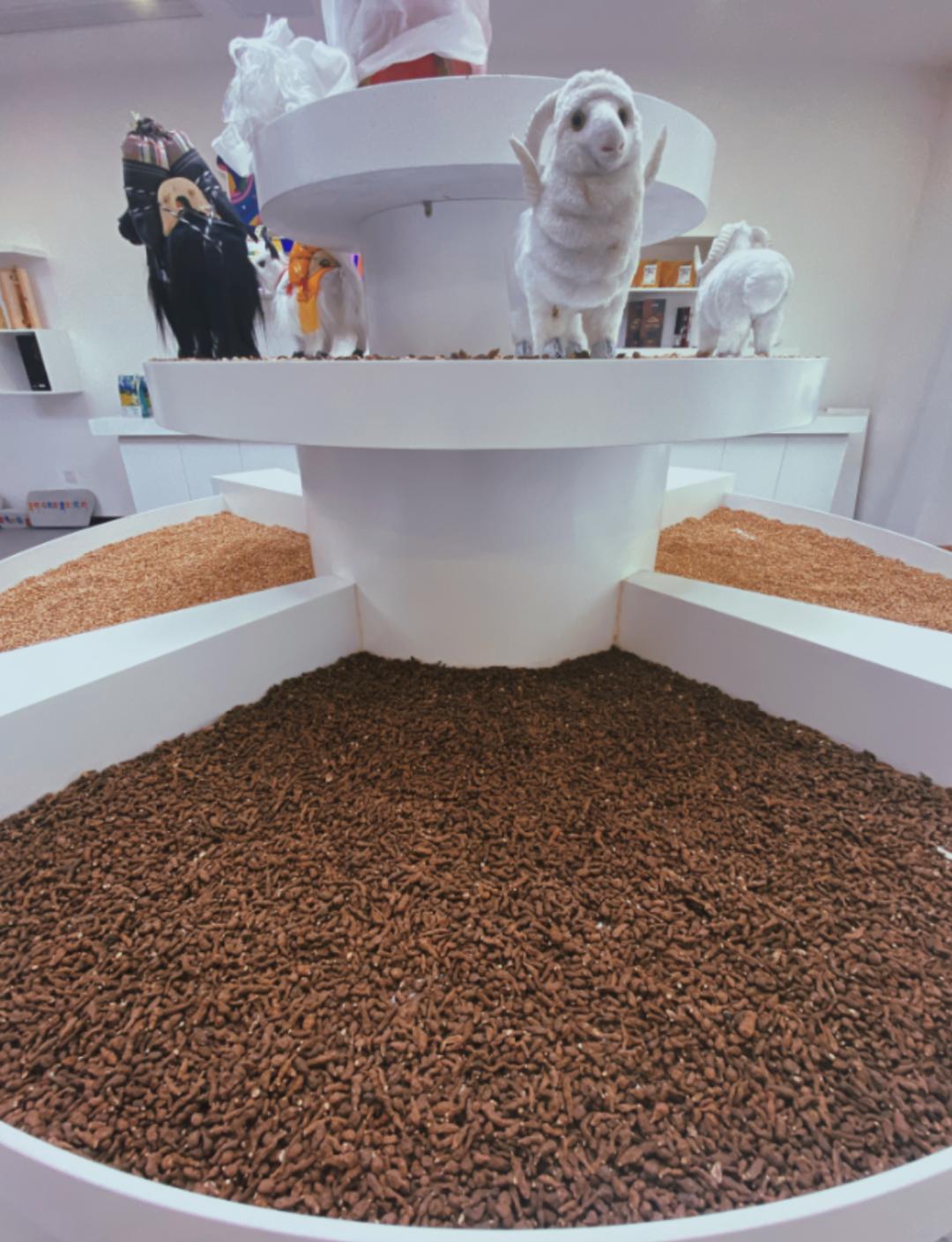 *藏西**人参果简介与常见做法——蕨麻