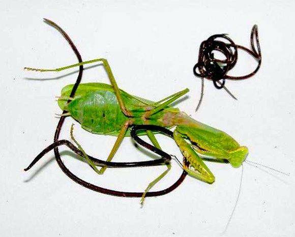 铁线虫为何多感染螳螂,螳螂寄生铁线虫概率视频