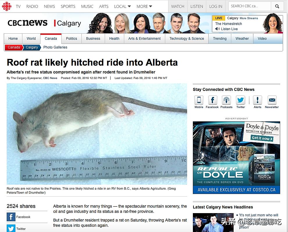 加拿大哪个城市老鼠最多,加拿大没有老鼠的地方