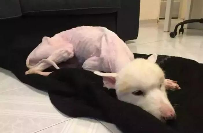 萨摩耶狗狗找领养,领养狗狗萨摩耶免费