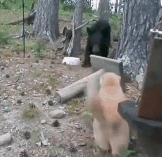 看看俄罗斯猫有多彪悍，徒手斗狗熊，单脚撕野狼！你是大佬我服了