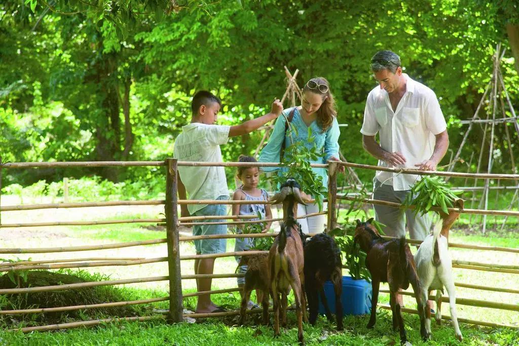 纳帕赛——为什么它被称为苏梅岛最具“桃源感”的度假村