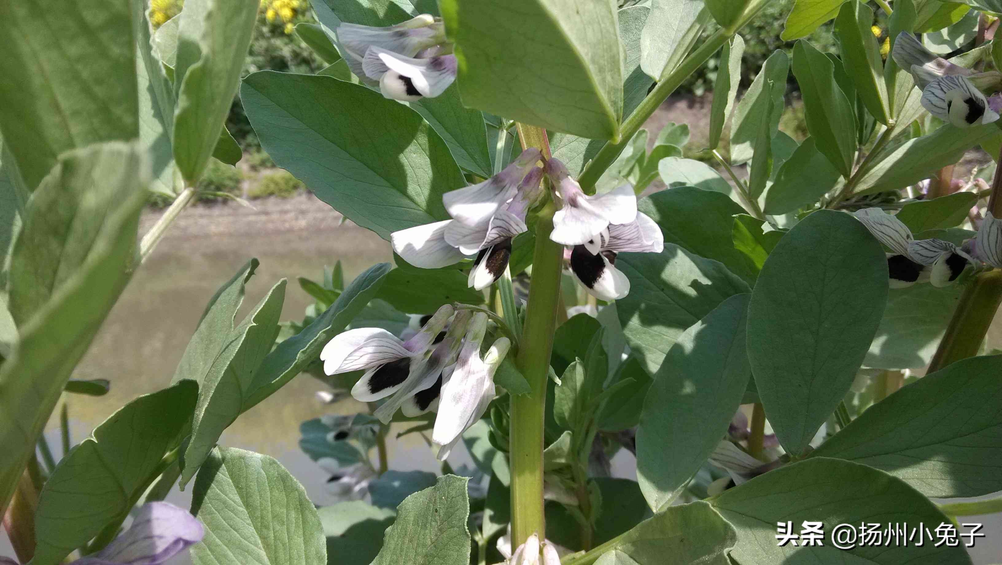 垄上田间，随我看花赏春天如何？