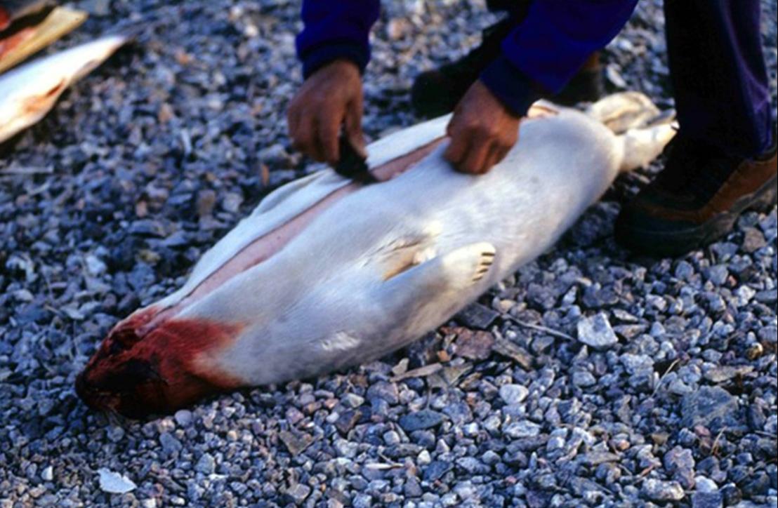 因纽特人有种奇怪美食：海燕放海豹肚腌制，3年后取出生吃，真香