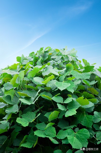 农村姑娘种葛根,农村姑娘承包果园