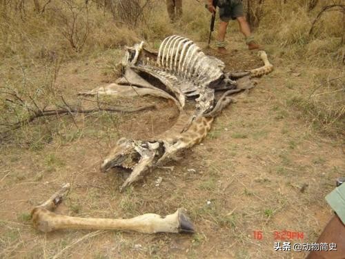 长颈鹿是世界上最高的动物的英文,长颈鹿是世界上最高的动物说说