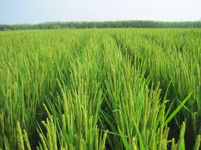 小麦扬花期打药可以减产吗,水稻扬花抽穗期因为啥打药会减产